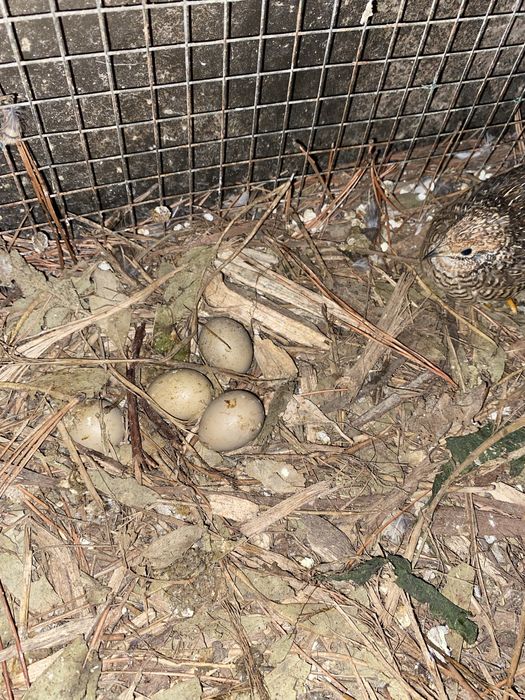 Ovos de codorna chinesa