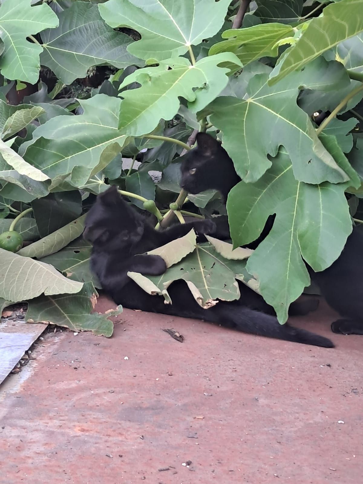 2 gatinhos com 2 mesinhos para adopção