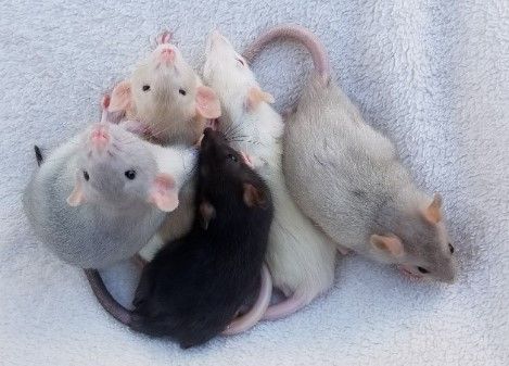 Крыса-Крыска умная ручная дамбоухая-малыши
