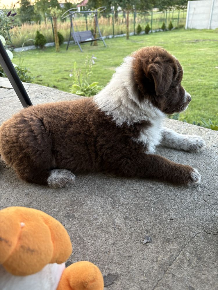 Border Collie czekoladowo-biały piesek