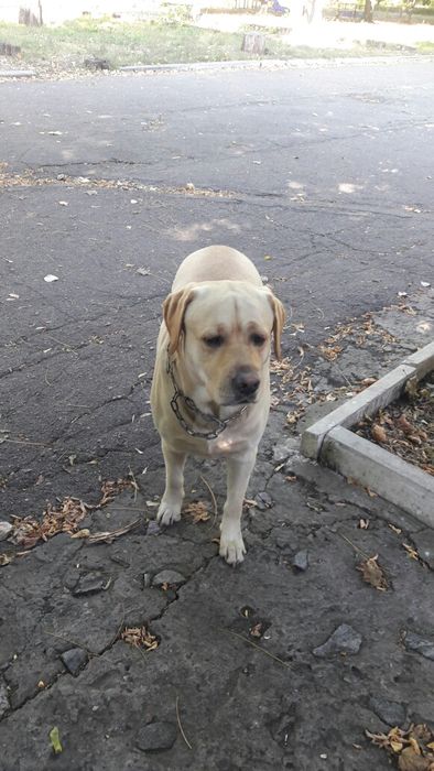 Вязка лабрадор ретивер