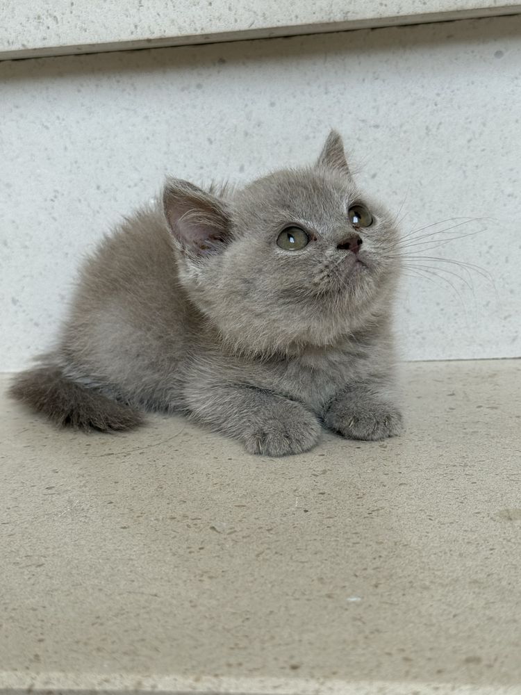 Gatinho macho british shorthair