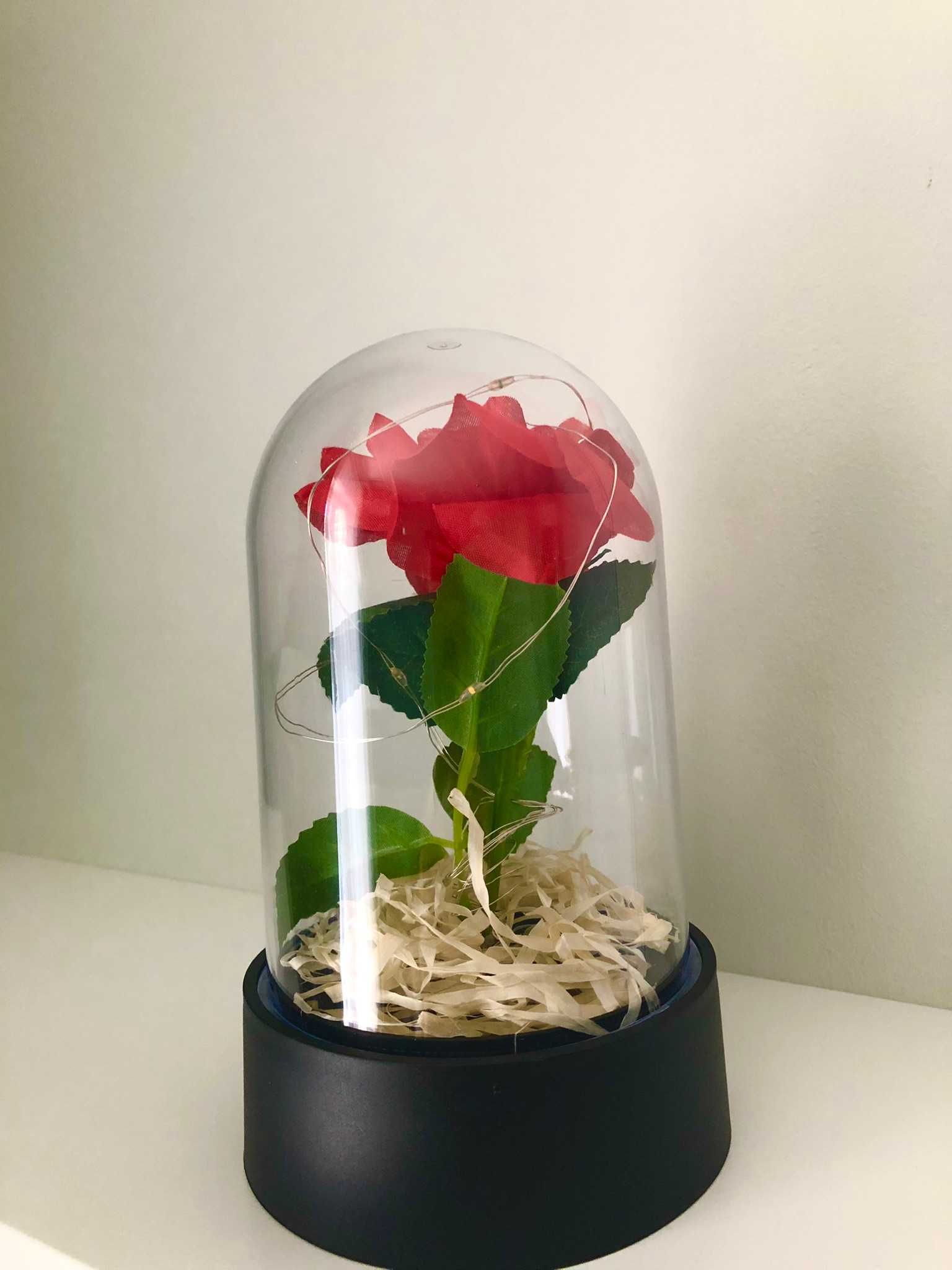 Wieczna  Róża w  kloszu
