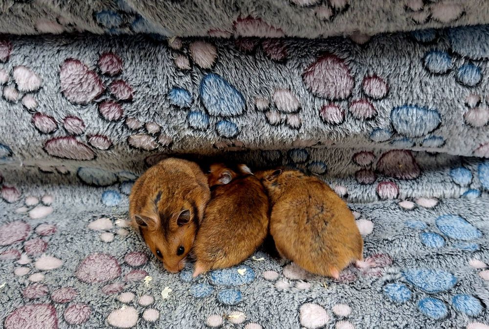 Chomiki syryjskie samce i samiczki.