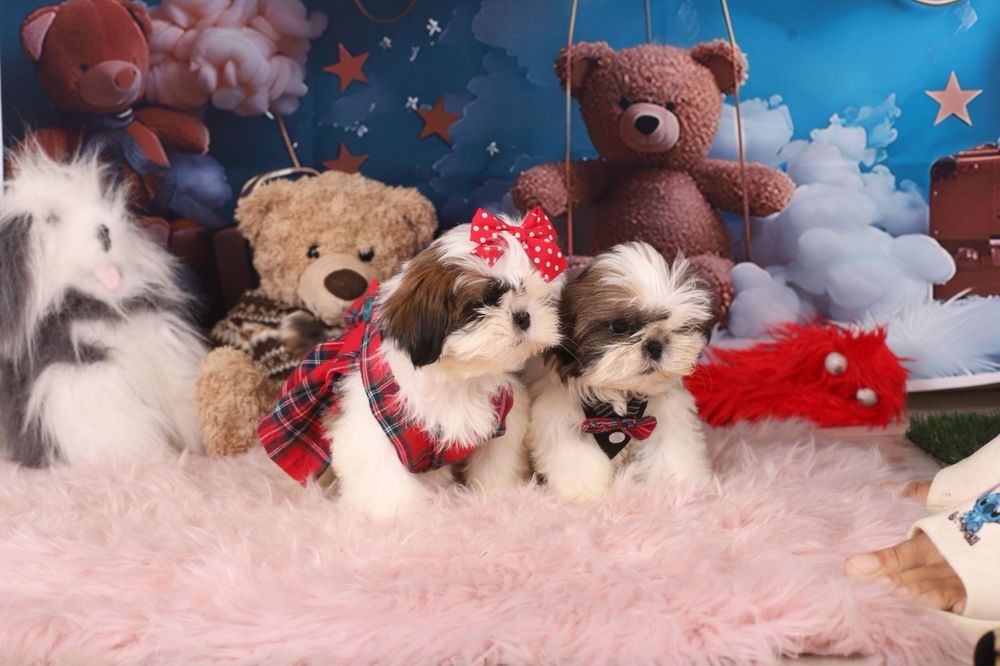 милі цуценята  ши тцу