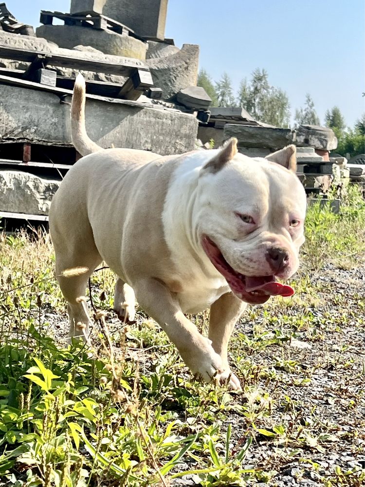 American Bully Standard Piękna Suczka ! Okazja !!!
