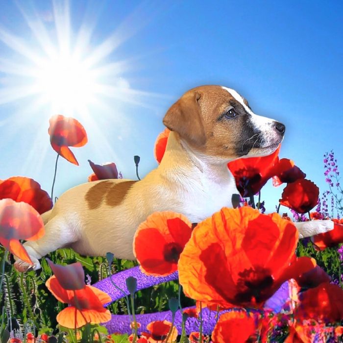 Кращі дітки України!