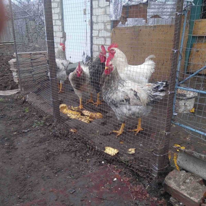 Продам домашних петухов