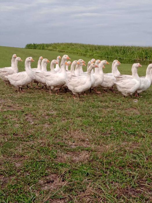 Gęsi z własnego gospodarstwa