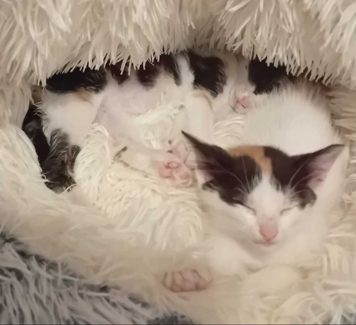 Gatinhos com 2 meses para adoção responsável em Gondomar