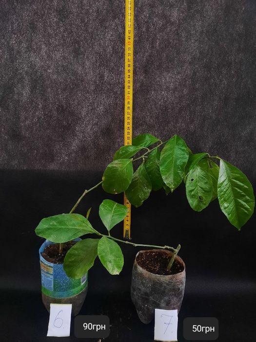 Лимони кімнатні !