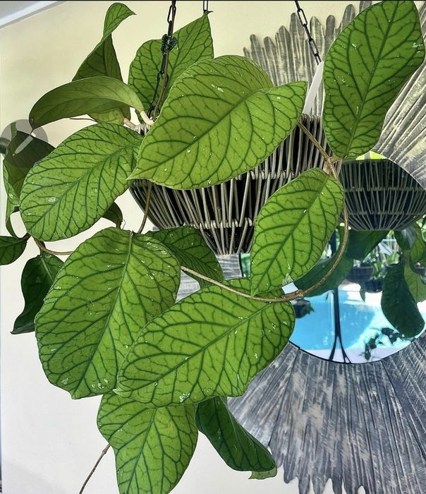 Продам Хойя Мередити Грин.  Срез