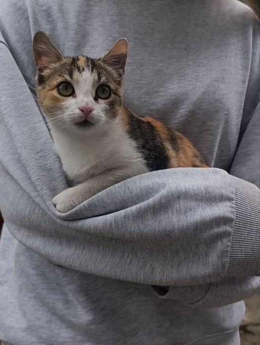 Кошенята у добрі руки