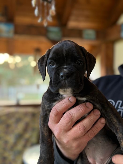 Szczenię boksera suczka