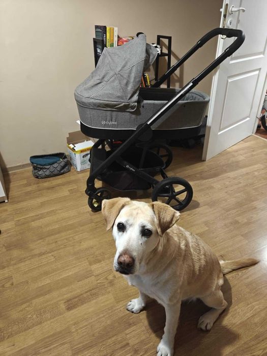 Wózek dla dziecka Cybex Balios S Gondola i Spacerówka