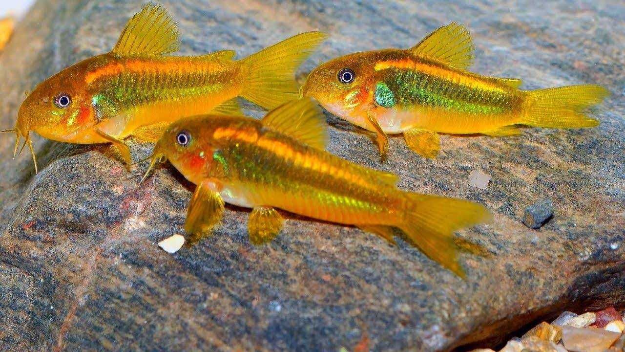 Kirys GOLD LASER - Corydoras CW 010 - ODŁÓW - WF - dowóz, wysyłka