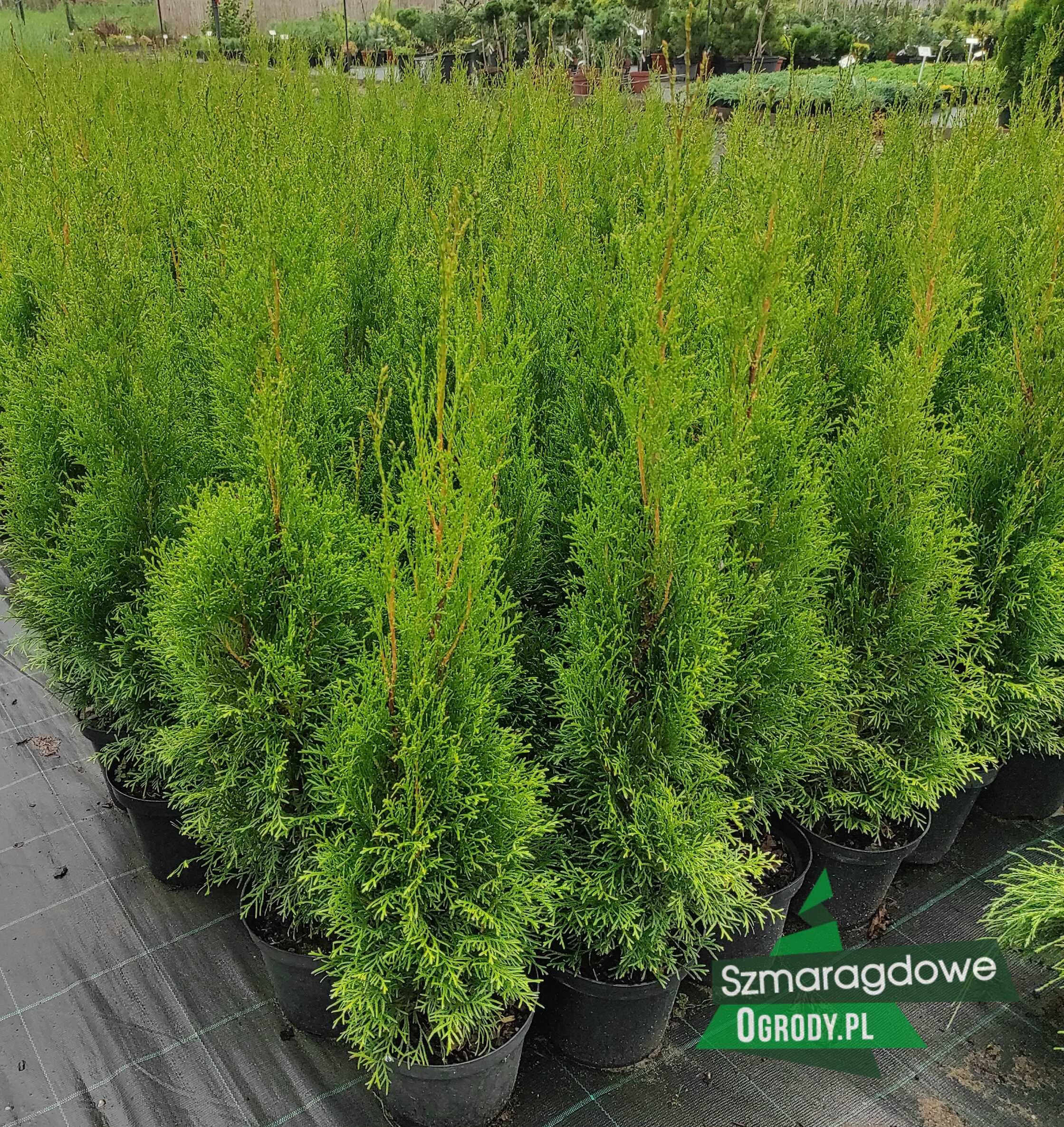 Tuja SZMARAGD thuja Smaragd C3 70-80cm GĘSTE sadzonki WYSYŁKA