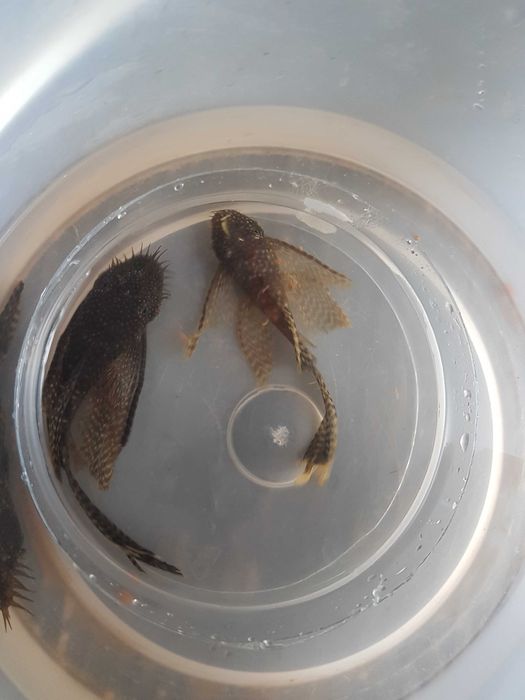 Glonojady  mlode welonowe 5cm