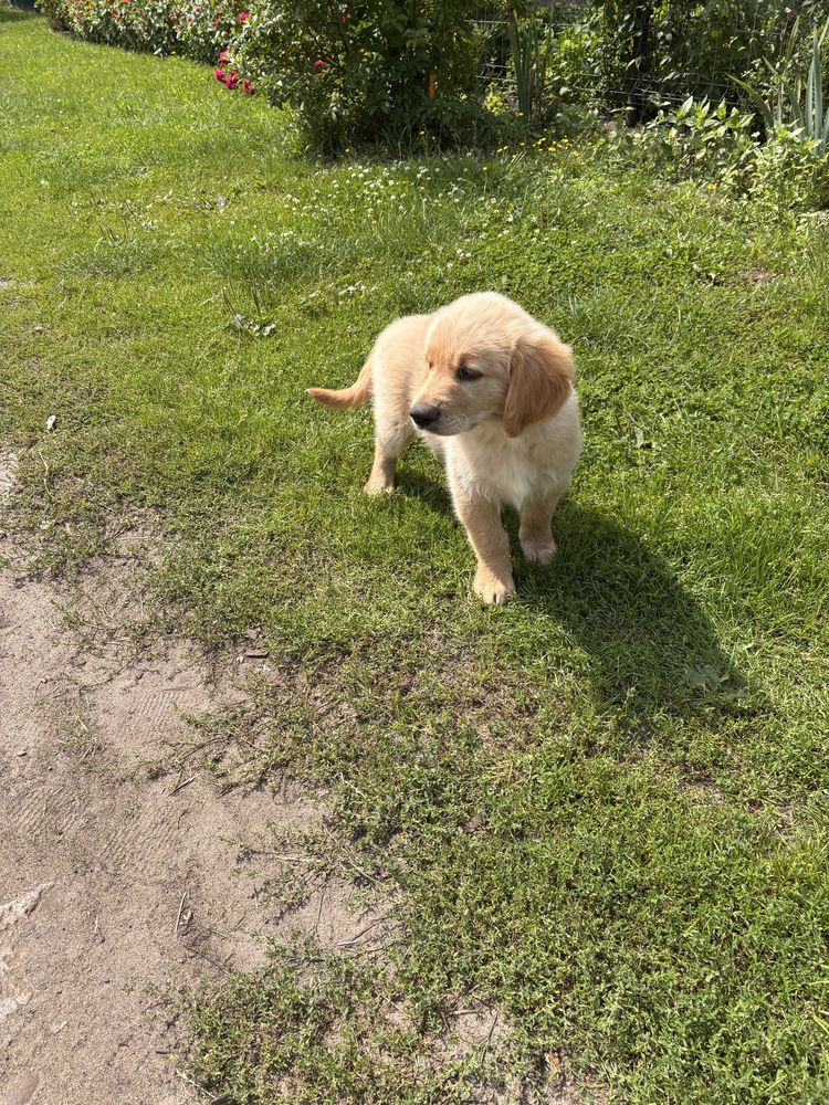 Golden Retriever Piesek