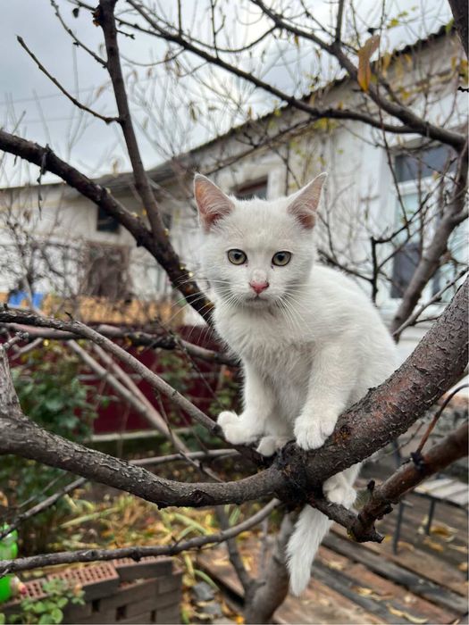 Кошенята шукають домівки