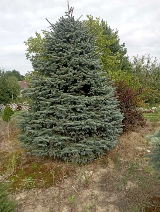 Choinki choinka do dekoracji domu sklepu firmy różne rozmiary do 5 m