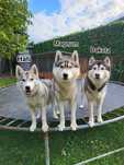 Hati sunia Siberian Husky zkwp fci  po Champion