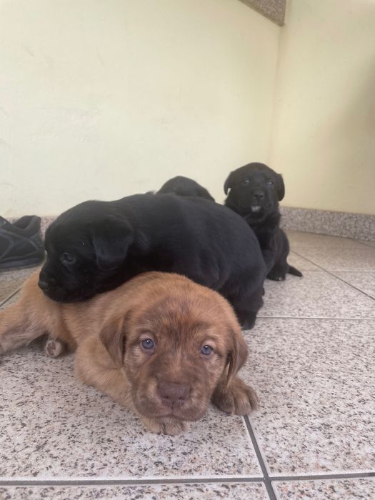 Oferta cachorros
