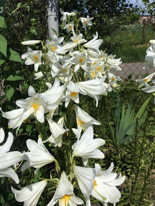 Лилии белые Кандиум