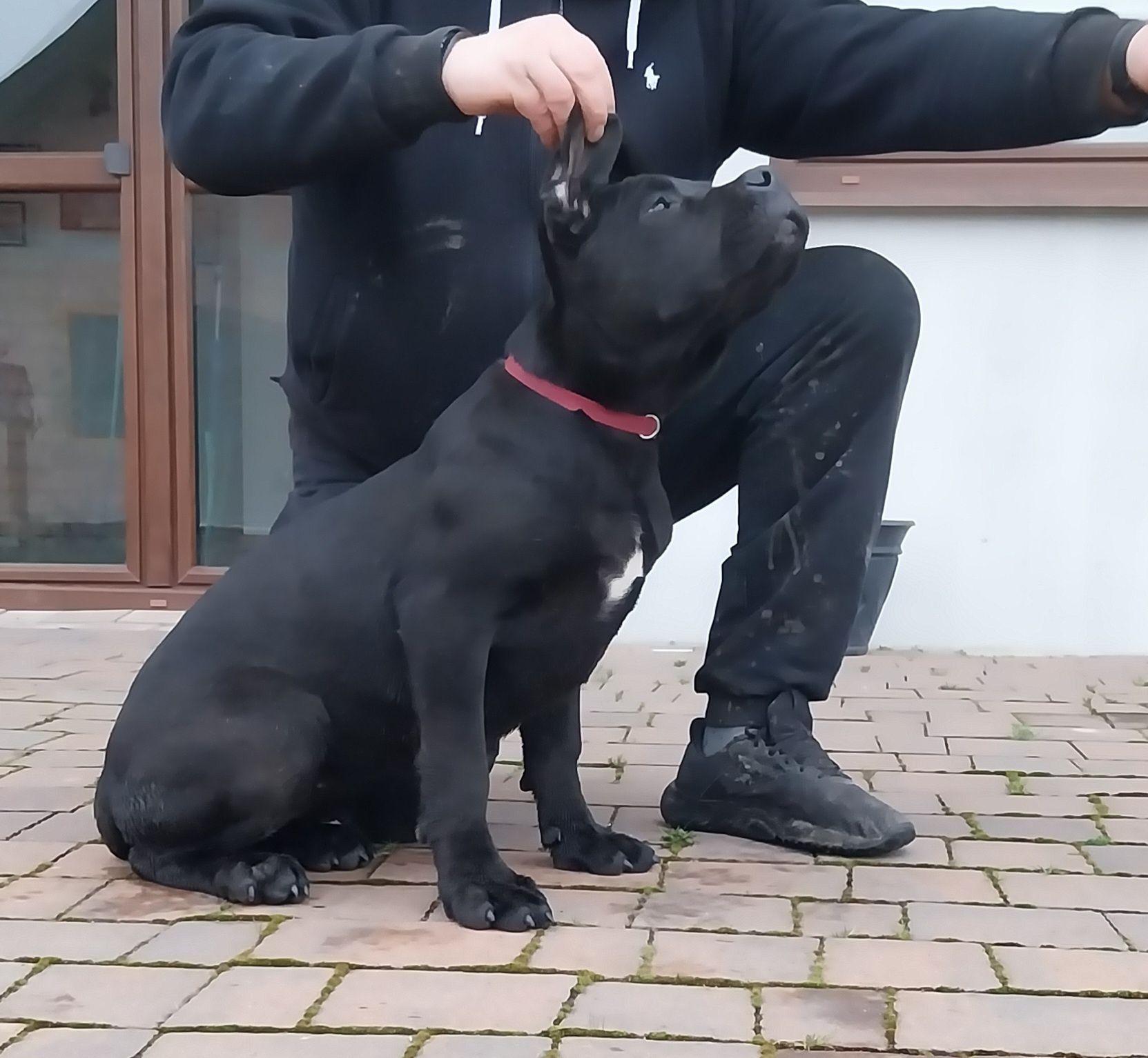 Suczka czarna cane corso