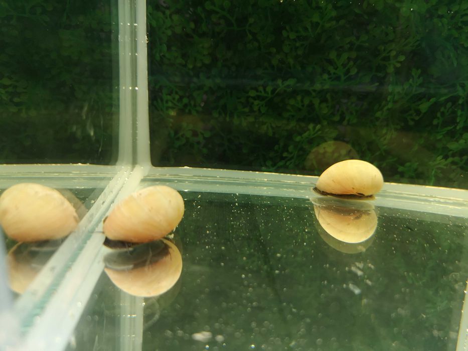 Ślimak helmet "White" (neritina pulligera)