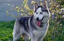 Zjawiskowa Cola, suczka husky dla bardziej zaawansowanych, adopcja