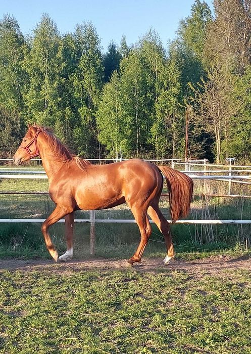 Sprzedam 4 letniego wałacha arabskiego