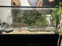 Wąż zbożowy z terrarium i matą grzewczą