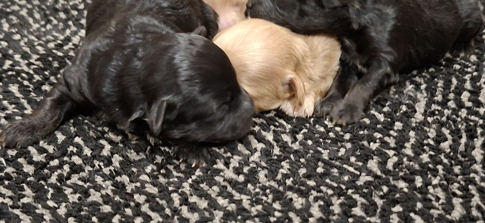 Suczki maltipoo z metryką do odbioru połowa stycznia