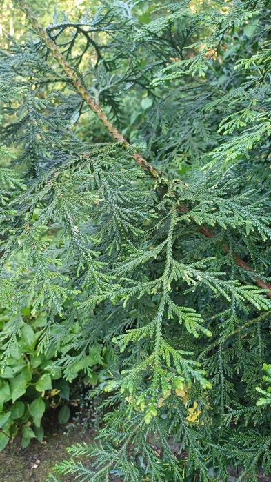 Gałązki drzew iglastych-stroisze