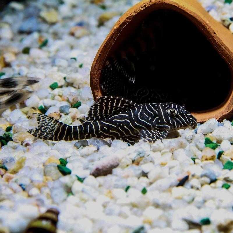 Hypancistrus varias linhas