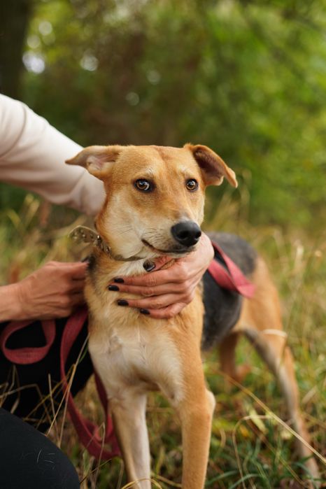 Собака шукає сімʼю в добрі руки