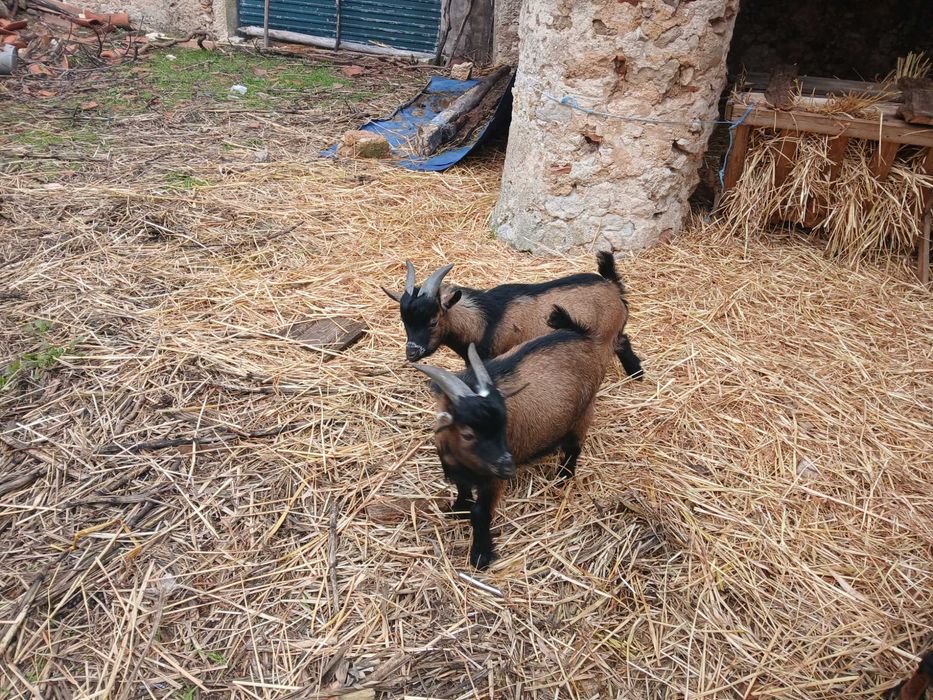 Cabras saudáveis e bonitas