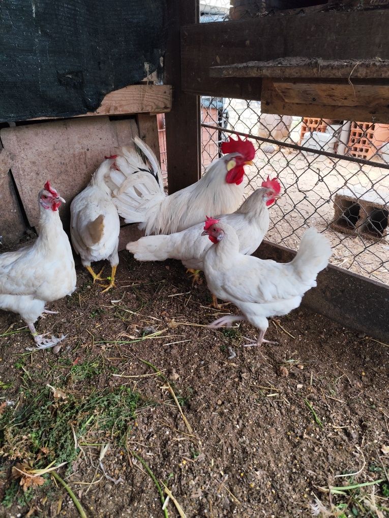 Galinhas  leghone Isabela