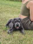 Cane Corso szczeniak suczka