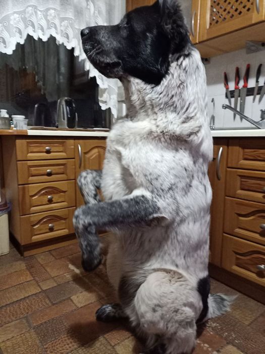 Продаем Щенков алабая