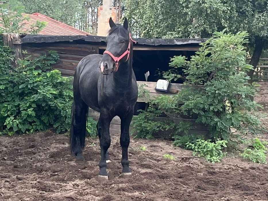 Kary ogier śląski 3lata