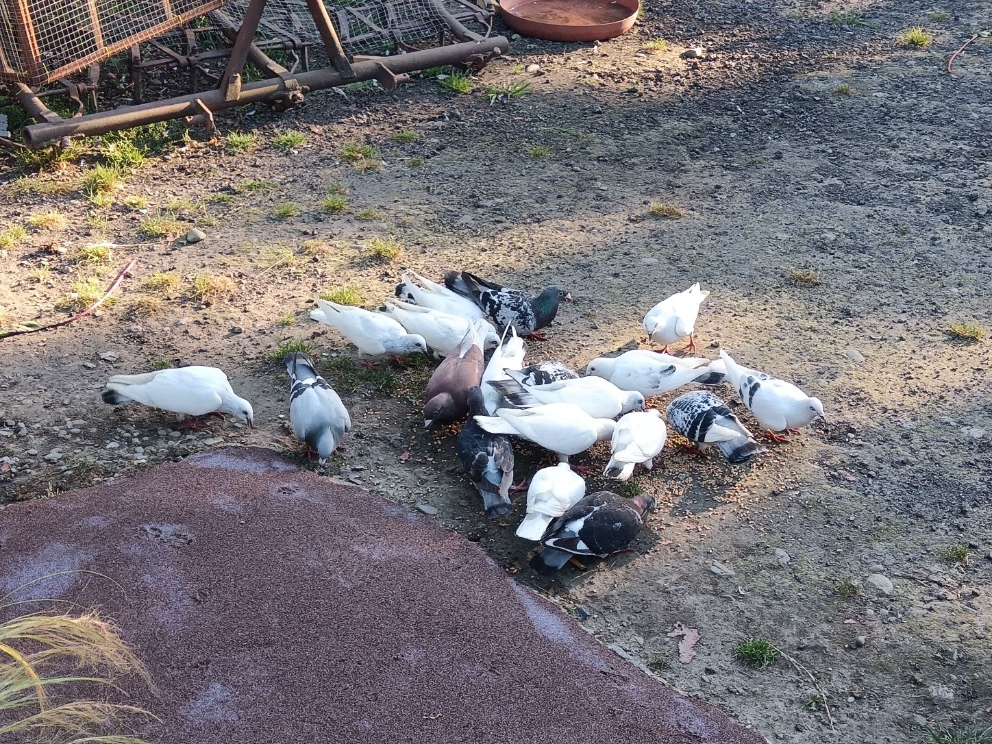 Gołębie ozdobne i pocztowe