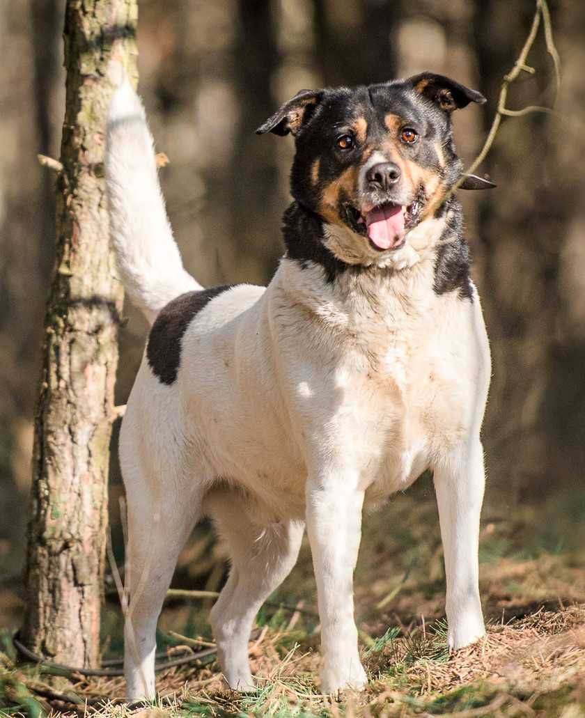 DŻEKI - był prezentem dla dziecka, trafił do schroniska... ADOPTUJ