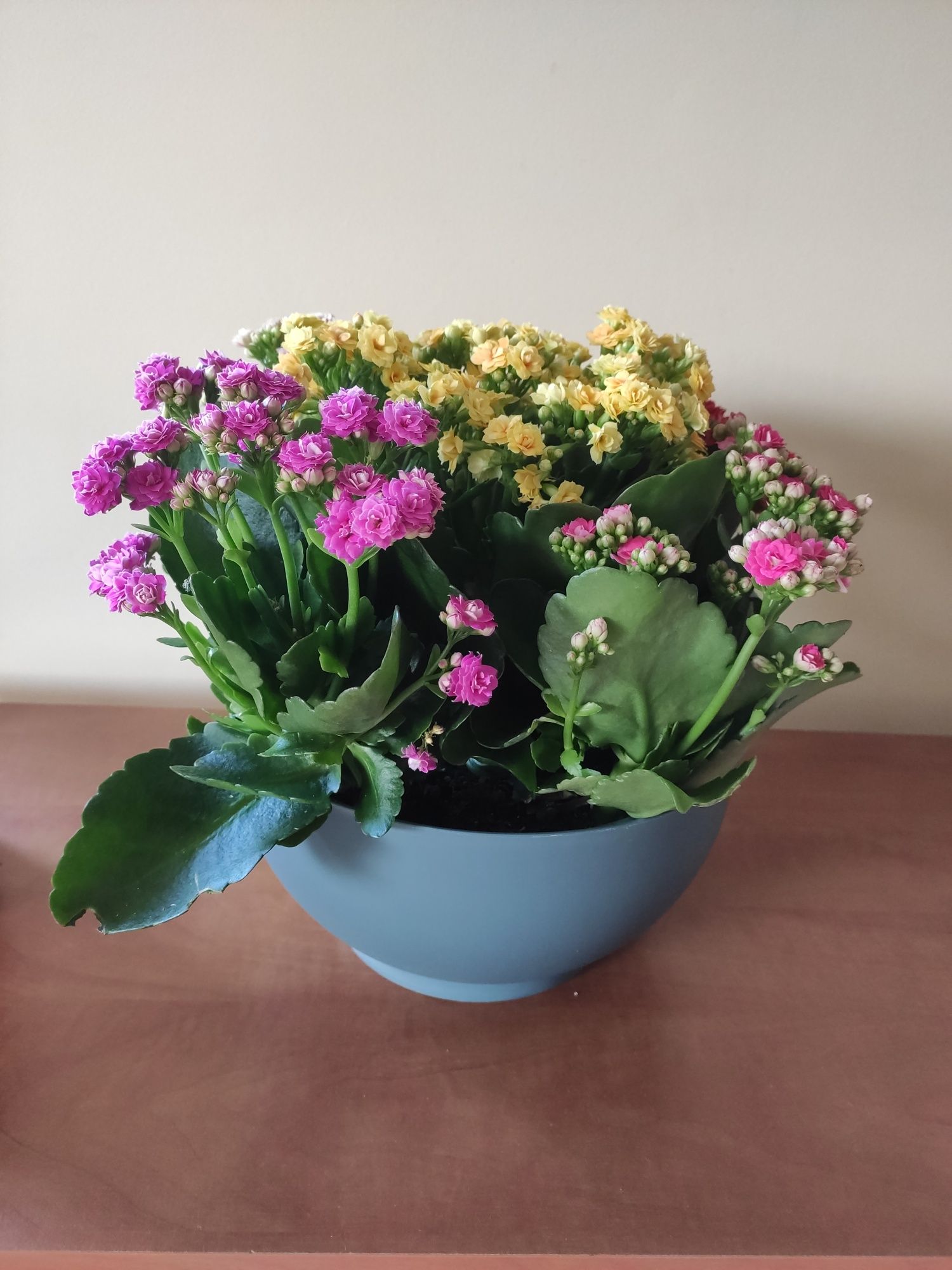 Żyworódka pełna (Kalanchoe cinqolori) don. 23 cm