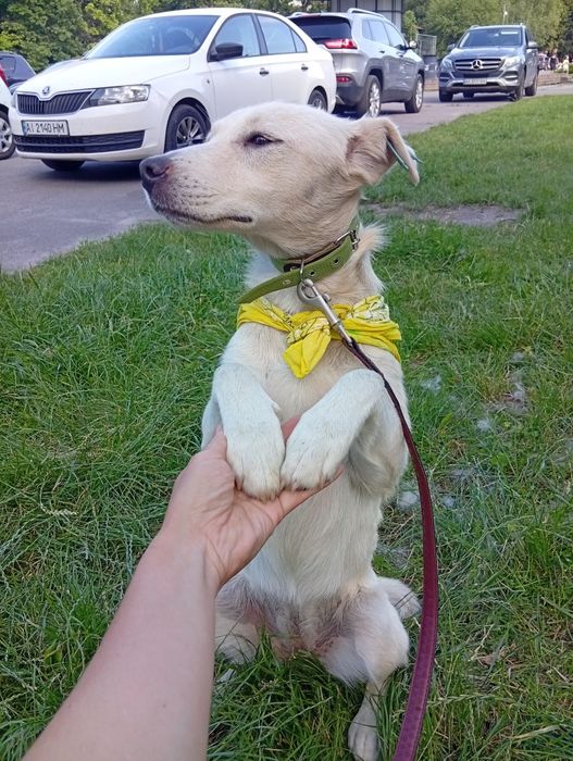 Чарівна дівчинка-собачка шукає дім