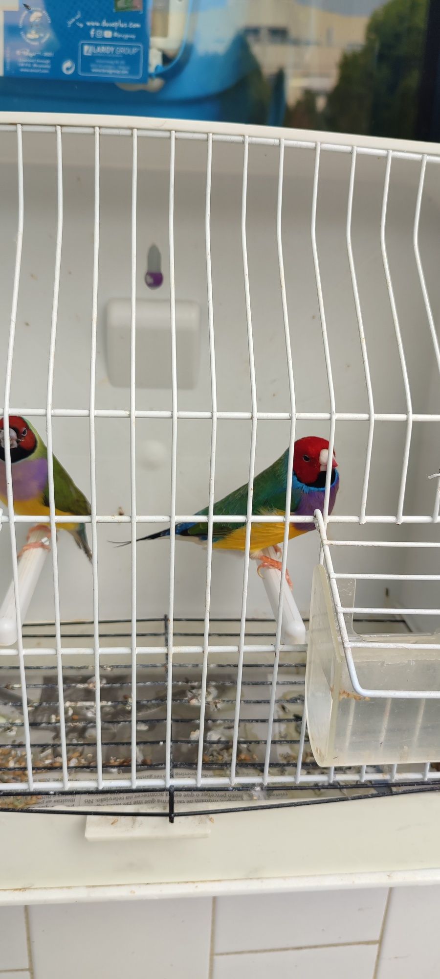 Diamantes de Gould