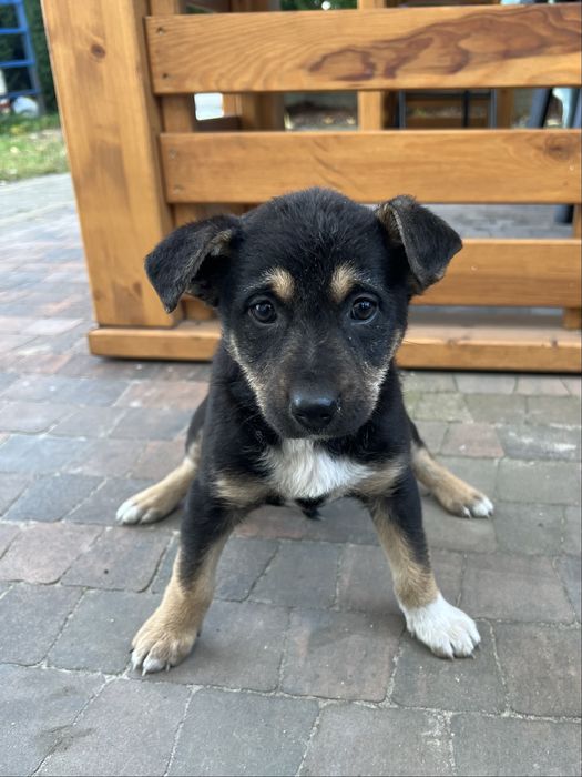 Oddam pieska w dobre ręce