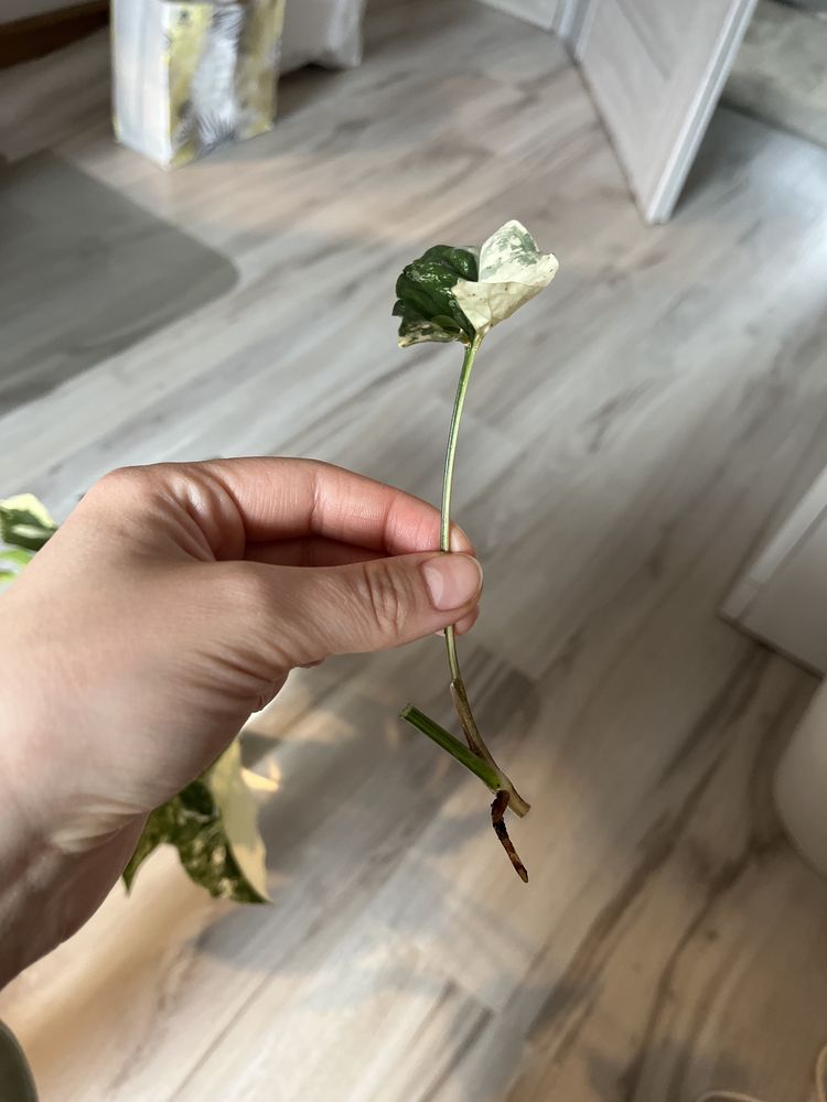 Syngonium emerald gem variegata