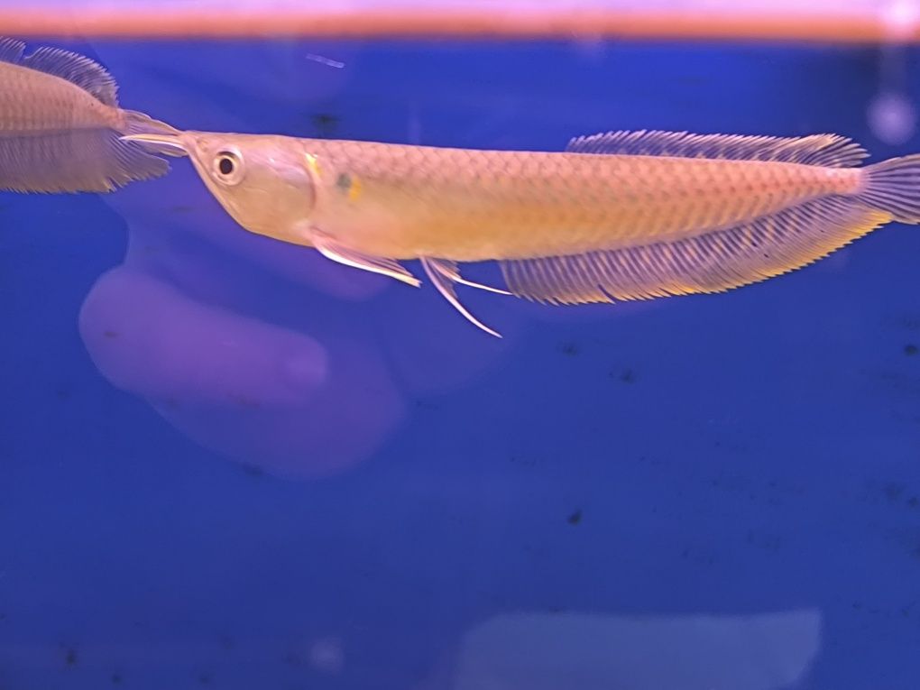 AROWANA PRETEADA 15/16CM